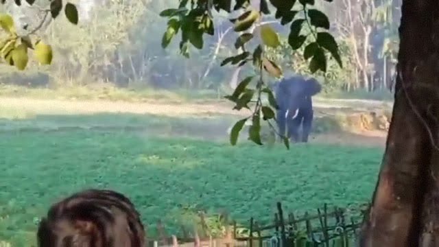【急襲】人間が巨大象に圧縮されてしまう緊迫映像 | 閲覧注意グロ動画・衝撃映像のソルカブ 