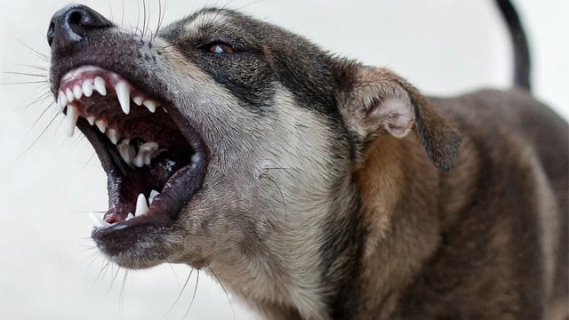 【襲撃】4匹の野犬に少年(10歳)が喰われかける！あっぶな(;・∀・)  |  閲覧注意グロ動画・衝撃映像のソルカブ