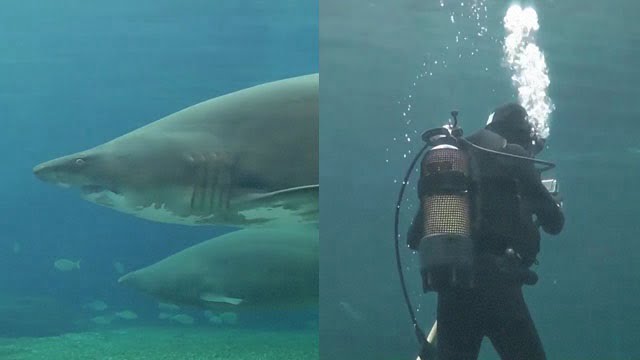 恐怖 水族館でサメ襲撃 ダイバーの腕が食い千切られ水槽が血で染まる 閲覧注意グロ動画 衝撃映像のソルカブ