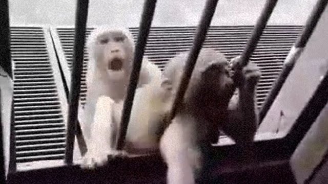 【動物園】猿の腕を引き千切ろうとする幼稚な虐待男、笑う…。 | 閲覧注意グロ動画・衝撃映像のソルカブ