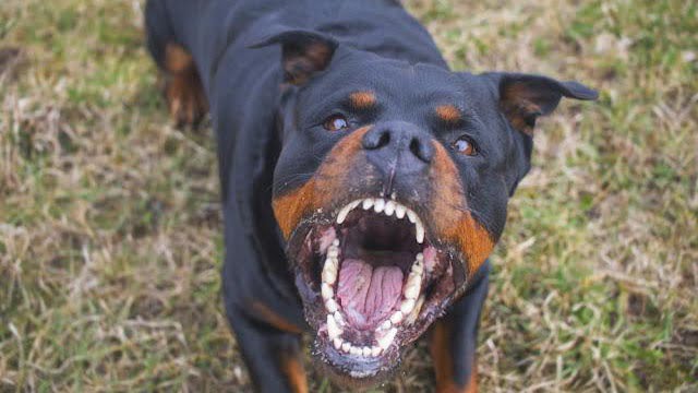 動画 犬に噛まれた幼児 犬を噛み返す 閲覧注意グロ動画 衝撃映像のソルカブ