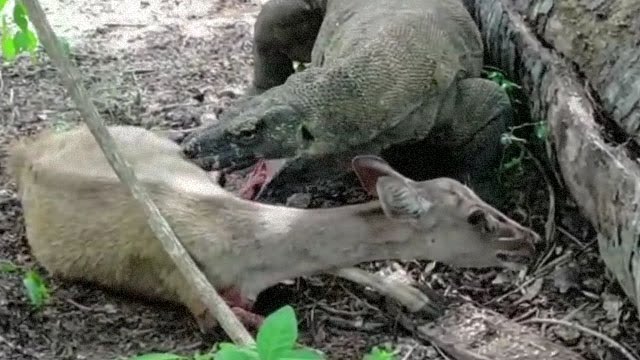 驚愕 生きたまま妊娠中の鹿を喰うコモドオオトカゲ もちろん胎児も喰う 閲覧注意グロ動画 衝撃映像のソルカブ