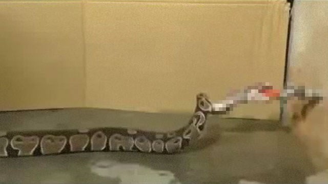 【驚愕】蛇に水を飲ませつづけた結果・・・。  |  閲覧注意グロ動画・衝撃映像のソルカブ 