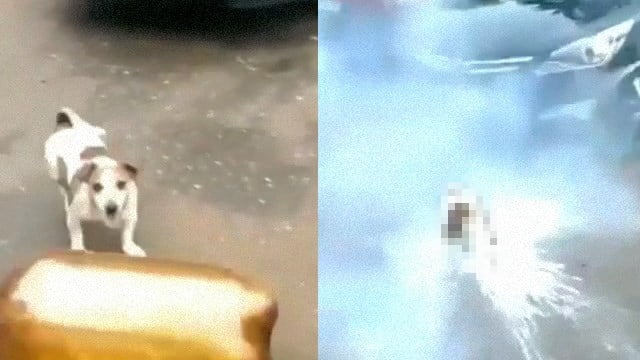 【衝撃】ウォーターボトル爆弾が犬に炸裂！直後、固まる。  |  閲覧注意グロ動画・衝撃映像のソルカブ