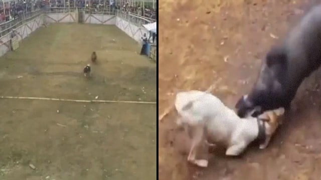 猟犬 聞いてねぇって 最強すぎる野生のイノシシに戦意喪失する犬たち 全然勝負になってない 閲覧注意グロ動画 衝撃映像のソルカブ