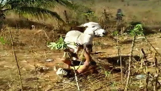 【逆襲】ブラジルでロバを襲った男がロバに襲われる。  |  閲覧注意グロ動画・衝撃映像のソルカブ