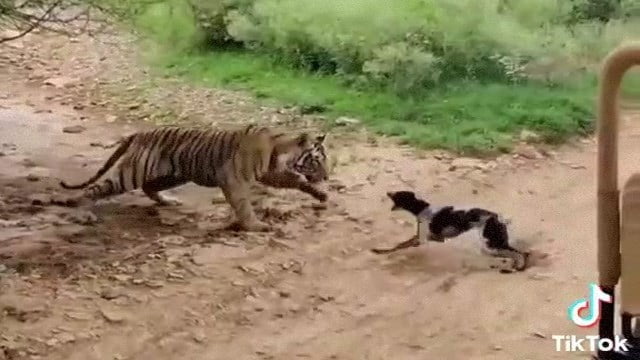 因縁 虎 捕食者 Vs 犬 餌 閲覧注意グロ動画 衝撃映像のソルカブ