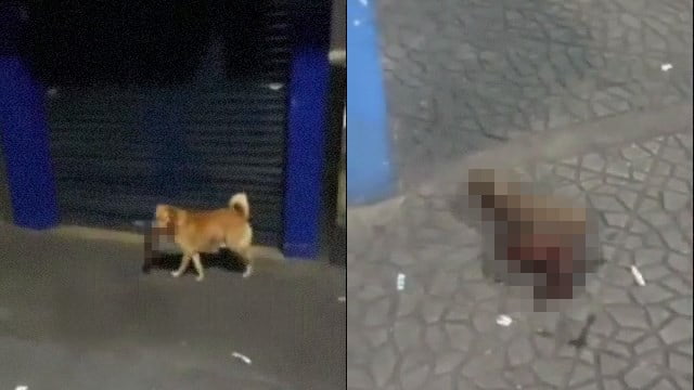 衝撃 ウォーターボトル爆弾が犬に炸裂 直後 固まる 閲覧注意グロ動画 衝撃映像のソルカブ