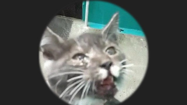 閲覧注意 猫をバーナーで焼き熱湯を浴びせる8分間 閲覧注意グロ動画 衝撃映像のソルカブ