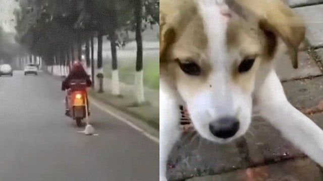 【閲覧注意】バイクで犬を引き摺り回す悪魔のような中国BBA。 | 閲覧注意グロ動画・衝撃映像のソルカブ