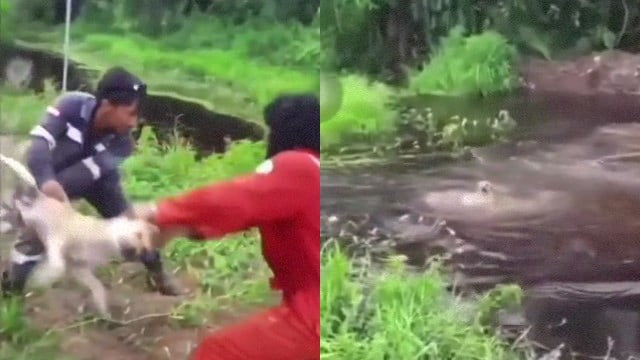 【ナニコレ】食べ物を盗んだ犬、ワニの餌にされてしまう。 | 閲覧注意グロ動画・衝撃映像のソルカブ