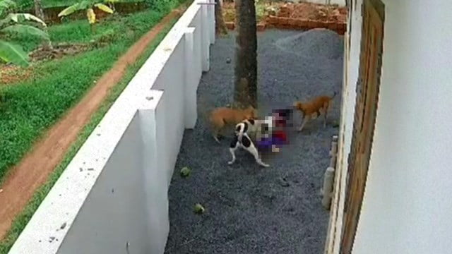 【驚愕】小3児童、野犬集団に襲われ重傷。父「積極的に野犬の駆除を！」 | 閲覧注意グロ動画・衝撃映像のソルカブ
