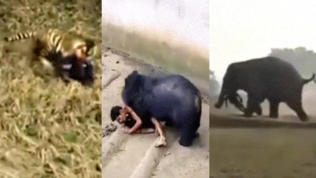 【世界の衝撃映像】もしも、人間がハント（捕食・狩猟）される側になったら…  |  閲覧注意グロ動画・衝撃映像のソルカブ