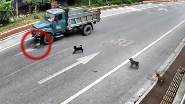 【事故】轢死する直前の犬の挙動、観察してみた。 | 閲覧注意グロ動画・衝撃映像のソルカブ