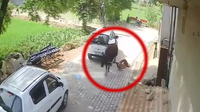 【事故】おじいさん、野良牛に引き回され逝ってしまわれる。  |  閲覧注意グロ動画・衝撃映像のソルカブ