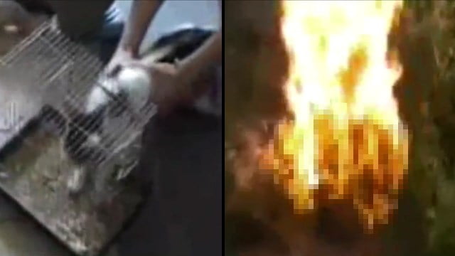 【閲覧注意】ネコを檻に閉じ込めベンジンをかけ焼き殺す「猫焼き」実際の映像がコチラ… | 閲覧注意グロ動画・衝撃映像のソルカブ