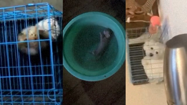 【閲覧注意】子猫や犬が水責めに遭う極悪動画集が投下される（５匹分）  |  閲覧注意グロ動画・衝撃映像のソルカブ 