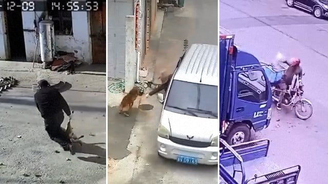 【中国】捕獲されまくる伝統食材、年末商戦に燃えた犬泥棒の記録。  |  閲覧注意グロ動画・衝撃映像のソルカブ