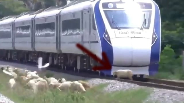 【決定的瞬間】羊、爆ぜる。 | 閲覧注意グロ動画・衝撃映像のソルカブ