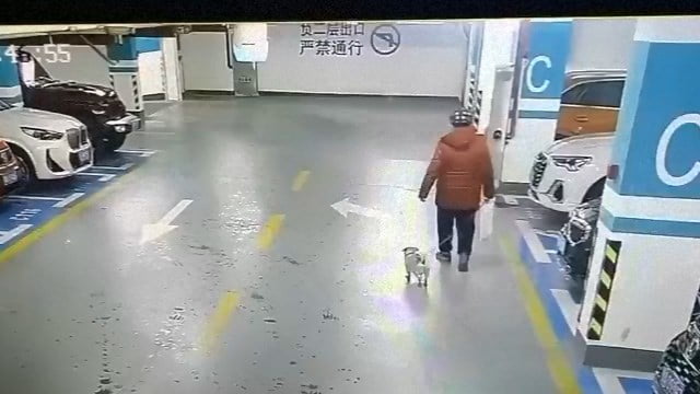 【閲覧注意】地下駐に置き去りにされた散歩中の犬が轢過事故の犠牲に。  |  閲覧注意グロ動画・衝撃映像のソルカブ