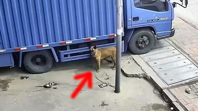 【閲覧注意】社長んちで飼われてた犬が・・・  |  閲覧注意グロ動画・衝撃映像のソルカブ