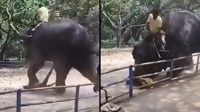 【閲覧注意】動物園のゾウが象使いの息子を投げ飛ばして殺害する事故。怖すぎだろ… | 閲覧注意グロ動画・衝撃映像のソルカブ