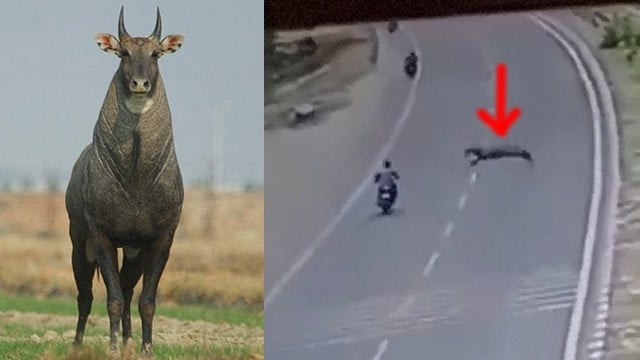 【不運】高速道路で ”動物にロードキル” されたバイク男性が死亡。 | 閲覧注意グロ動画・衝撃映像のソルカブ