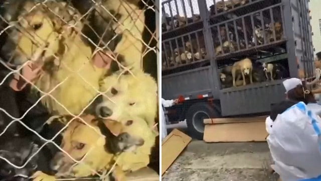 【中国】出荷中の犬肉運搬車をストップ。数百頭の犬が救出される（動画） | 閲覧注意グロ動画・衝撃映像のソルカブ
