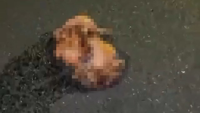 【閲覧注意】イスラエルで自動車爆発、死んだ男の臓器が路上に打ち棄てられている。 | 閲覧注意グロ動画・衝撃映像のソルカブ