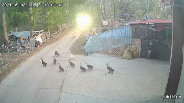 【衝撃映像】散歩中のアヒルが道路を通せんぼ。その時運転手がとった行動とは。 | 閲覧注意グロ動画・衝撃映像のソルカブ