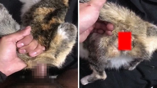 【特！閲覧注意】三毛猫オナホで秋の夜長をまったり過ごす男のシゴキ動画。  |  閲覧注意グロ動画・衝撃映像のソルカブ