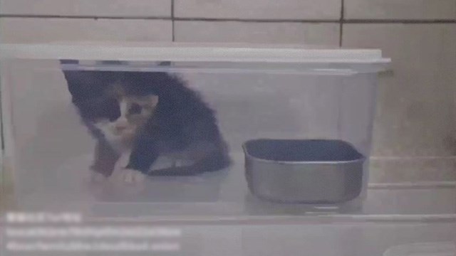 【閲覧注意】塩素系アロマが大好きな猫に塩素系洗剤を与えるダークネット発、猫動画。 | 閲覧注意グロ動画・衝撃映像のソルカブ