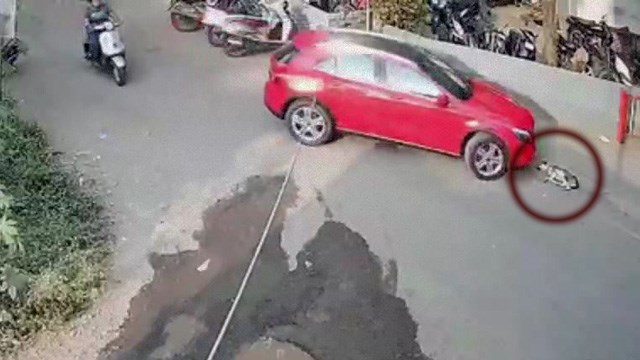【事故】路傍で死んだように眠る犬が本当に死んでしまう。 | 閲覧注意グロ動画・衝撃映像のソルカブ
