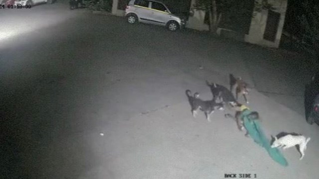 【安堵】野良犬集団、老女を食い損ねる。 | 閲覧注意グロ動画・衝撃映像のソルカブ