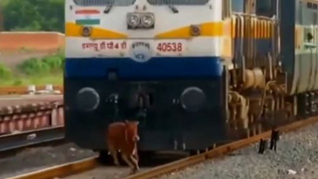 【決定的瞬間】牛、爆ぜる。 | 閲覧注意グロ動画・衝撃映像のソルカブ