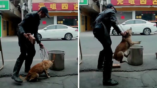 【日常】相変わらずの光景「中国の料理人が犬を熱湯に落とす」食用でもさすがにコレは… | 閲覧注意グロ動画・衝撃映像のソルカブ