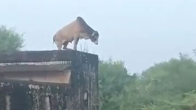 「生きるのに疲れた」インド牛が躊躇いながらも飛び降り自殺。 | 閲覧注意グロ動画・衝撃映像のソルカブ